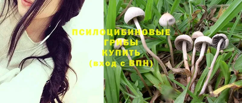 хочу   Карталы  Псилоцибиновые грибы Magic Shrooms 